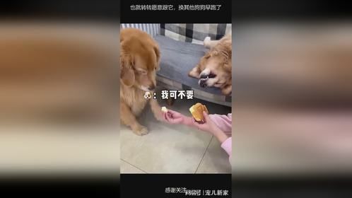 也就转转愿意跟它，换其他狗狗早跑了