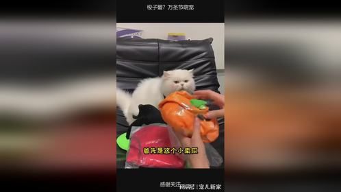 梭子蟹？万圣节萌宠