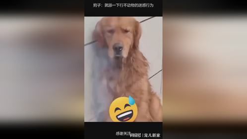 狗子：就舔一下行不动物的迷惑行为