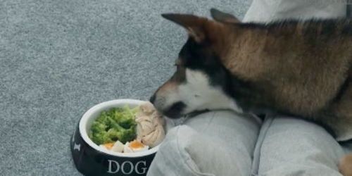 宠物狗减肥餐怎么吃好呢