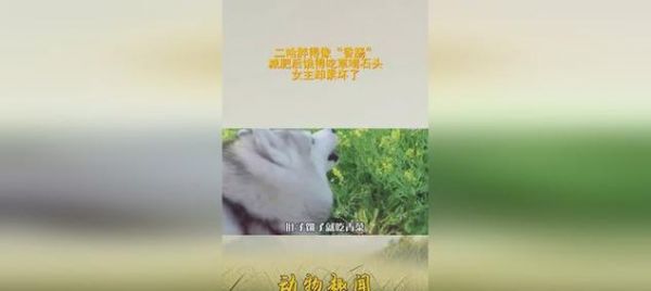 哈士奇如何减肥？掌握这些方法让你的爱犬重回理想体重！（了解哈士奇的肥胖原因及合理饮食与运动计划）