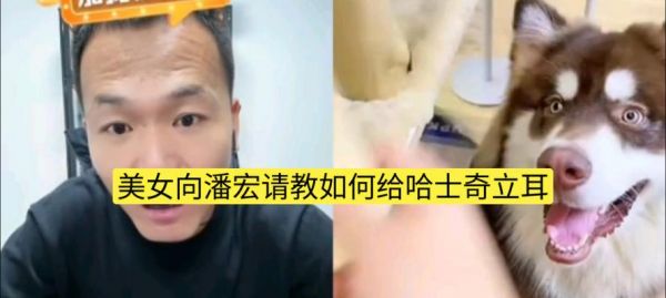 哈士奇如何减肥？掌握这些方法让你的爱犬重回理想体重！（了解哈士奇的肥胖原因及合理饮食与运动计划）