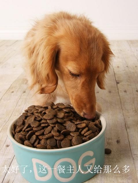 宠物饮食：火龙果可否喂狗？