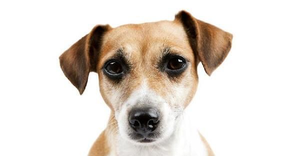 宠物狗狗喂食基本原则（以健康为前提，营养均衡重要）