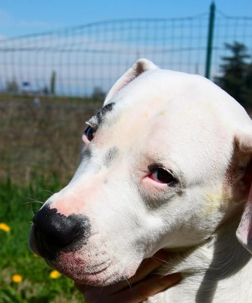 宠物狗狗喂食基本原则（以健康为前提，营养均衡重要）