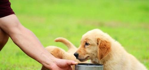 宠物狗狗喂食基本原则（以健康为前提，营养均衡重要）