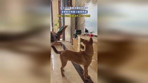 女子让天猫精灵播放狗叫声，家里的小狗都上前凑热闹，网友：怎么做到动作这么一致的