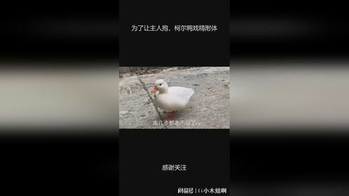 为了让主人抱，柯尔鸭戏精附体