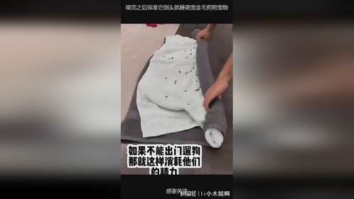 嗅完之后保准它倒头就睡萌宠金毛狗狗宠物