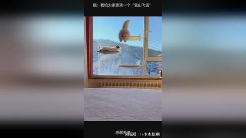 猫：我给大家表演一个“雪山飞狐”