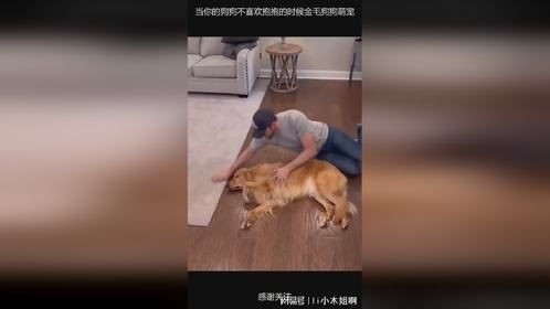 当你的狗狗不喜欢抱抱的时候金毛狗狗萌宠