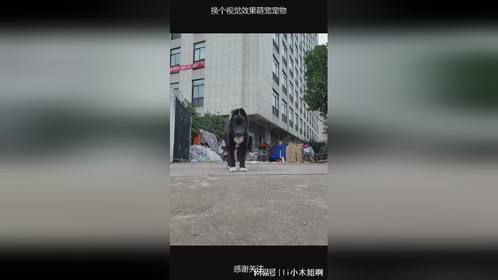 换个视觉效果萌宠宠物