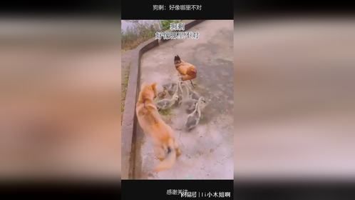 狗剩：好像哪里不对