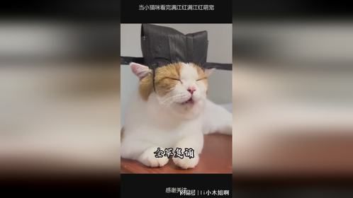 当小猫咪看完满江红满江红萌宠