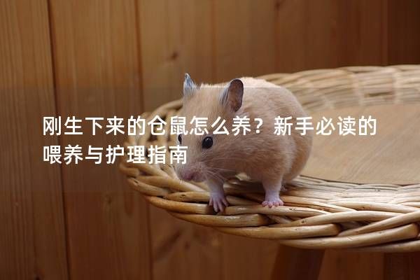 刚生下来的仓鼠怎么养？新手必读的喂养与护理指南