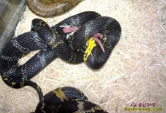 宠物蛇品种价格大全、2020年各种宠物蛇价格行情