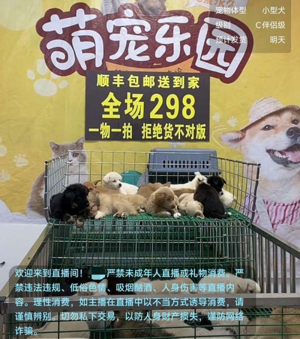 一售卖宠物狗的直播间，将顺丰包邮送到家作为销售噱头。视频截图