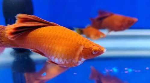 “中国观赏鱼大赛，红书宠物界荣耀榜”