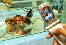 “中国观赏鱼大赛，红书宠物界荣耀榜”