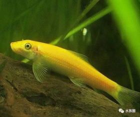 观赏鱼养殖七大基地，徐州基地惊艳亮相！