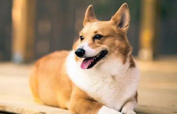 狗身上的寄生虫怎么除掉