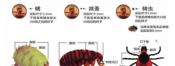 宠物身上的寄生虫（宠物健康的重要保障，科学护理的必要性）