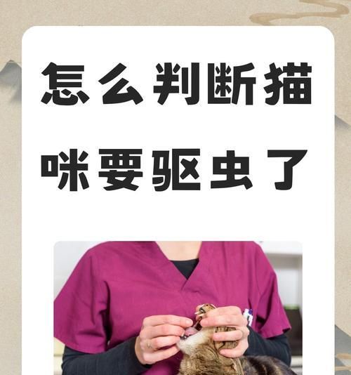 如何给宠物猫进行体外驱虫？（一步一步教你轻松解决宠物猫体外寄生虫问题！）