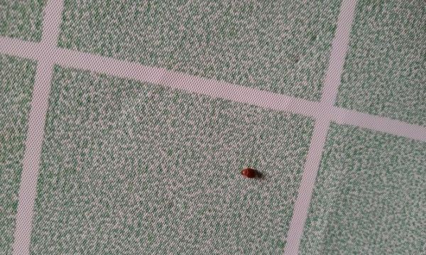 宠物猫身上的寄生虫危害（了解猫身上的寄生虫）