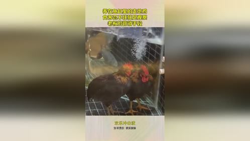 养在鱼缸里的走地鸡？食客忍不住驻足观察，老板的营销手段！