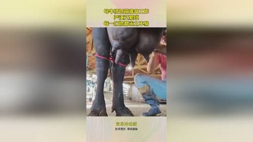 母牛挤奶前准备工作，严谨又繁琐，每一口奶都来之不易！