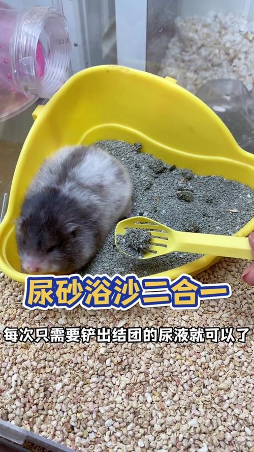 仓鼠不去尿沙怎么办，仓鼠尿尿怎么办？换个尿沙试试！