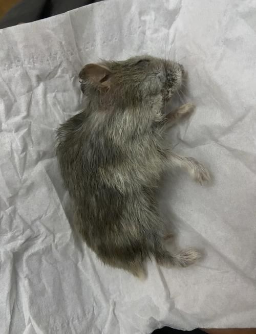 仓鼠死前的征兆图片，家仓鼠不动了？看细节辨生死