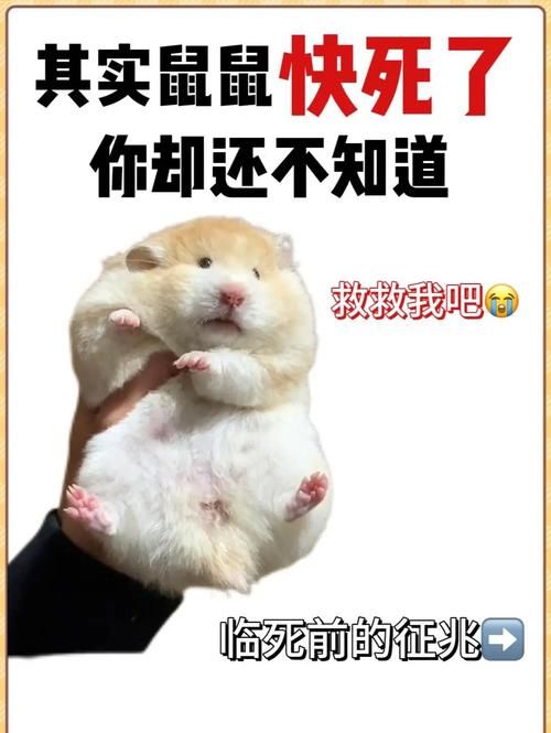 仓鼠死前的征兆图片，家仓鼠不动了？看细节辨生死
