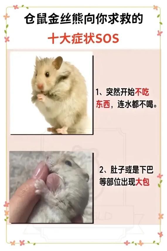 仓鼠死前的征兆图片，家仓鼠不动了？看细节辨生死