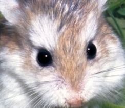 “宠物饮水器仓鼠喂水技巧分享”