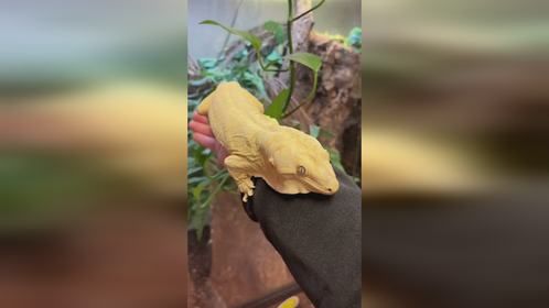 这还是#守宫 吗？#爬宠 #异宠 #爬宠日常 #巨人守宫