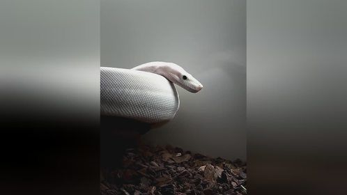 线条之美#爬宠 #异宠 #宠物蛇 #球蟒 #红尾蚺