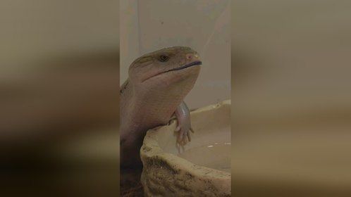 #蓝舌石龙子 沉浸式喝水#爬宠 #异宠 #爬宠日常 #石龙子