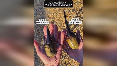 #爬宠 #异宠 #甲虫 #长戟大兜虫 #独角仙