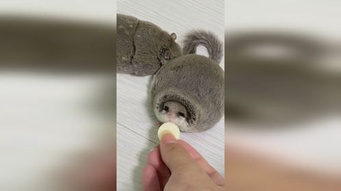 什么#宠物 也是胖了好看。#爬宠 #异宠 #小宠 #爬宠日常