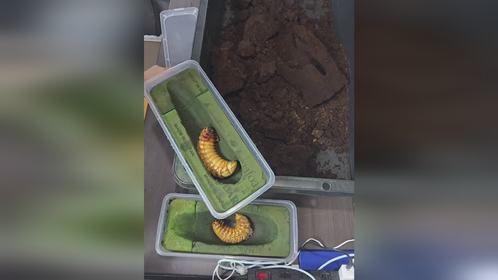 #爬宠 #异宠 #甲虫 #长戟大兜虫 #独角仙