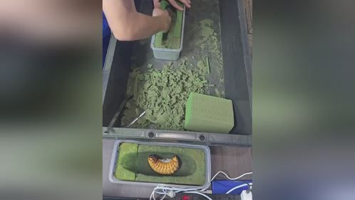 #爬宠 #异宠 #甲虫 #长戟大兜虫 #独角仙