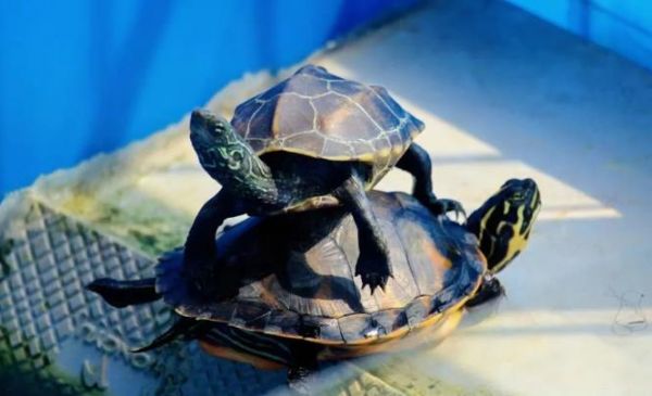 中华草龟饲养大法