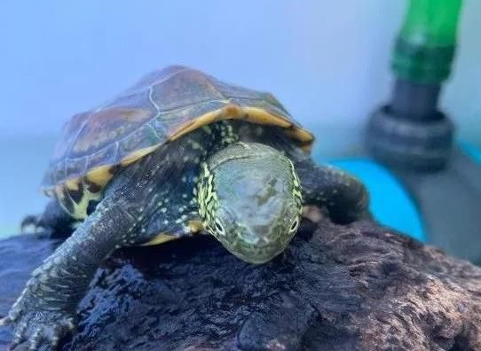 中华草龟饲养宝典（中华草龟常见疾病处理）