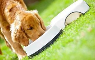 调整饮食改善狗狗软便