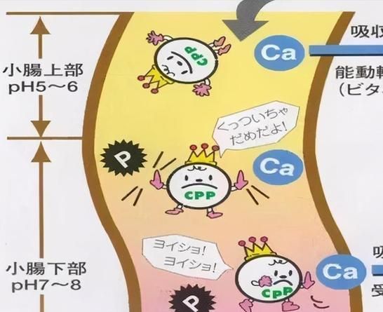 狗狗软骨病全面指南（如何预防、治疗和护理，让狗狗健康快乐）