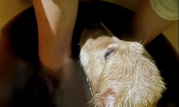 狗狗软骨病全面指南（如何预防、治疗和护理，让狗狗健康快乐）