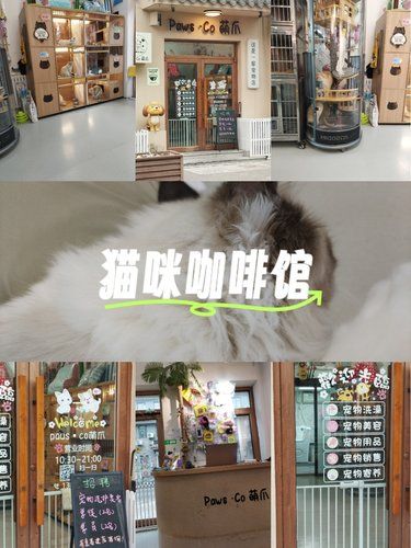 挖到高碑店宝藏级猫咖宠物店!