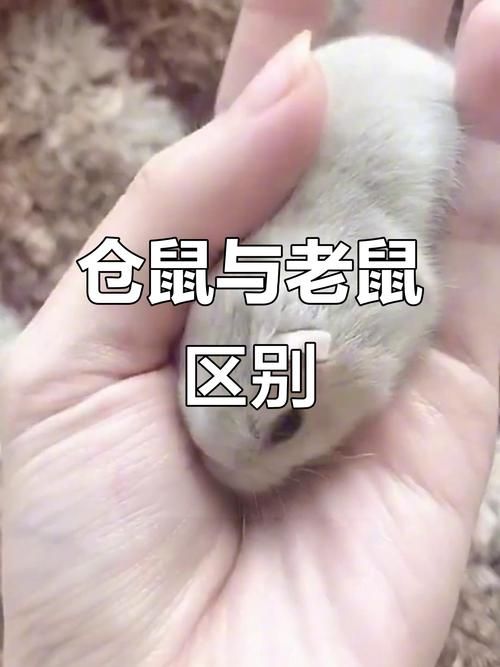 仓鼠跟老鼠的区别是什么，我家仓鼠真可爱，和老鼠完全不一样！