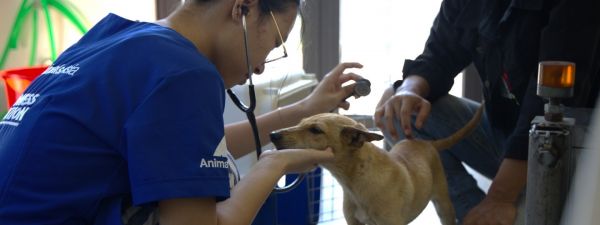 A veterinarian examines a light brown dog with a stethoscope during a checkup, assisted by another person in a clinic setting.